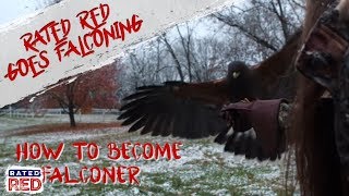 7 Steps to Becoming a Falconer