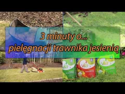 Wideo: Pielęgnacja Trawnika Jesienią