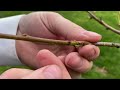 Whip and Tongue graft a fruit tree