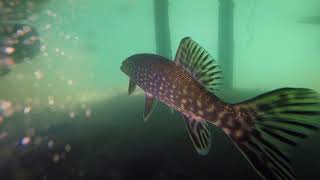 383 Lake Vättern - Snorkeling in Sweden