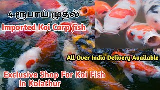KOI CARP | Koi Fish | Kolathur FishMarket In Tamil | Types of koi fish |HR AQUARIUM | Tamil Review