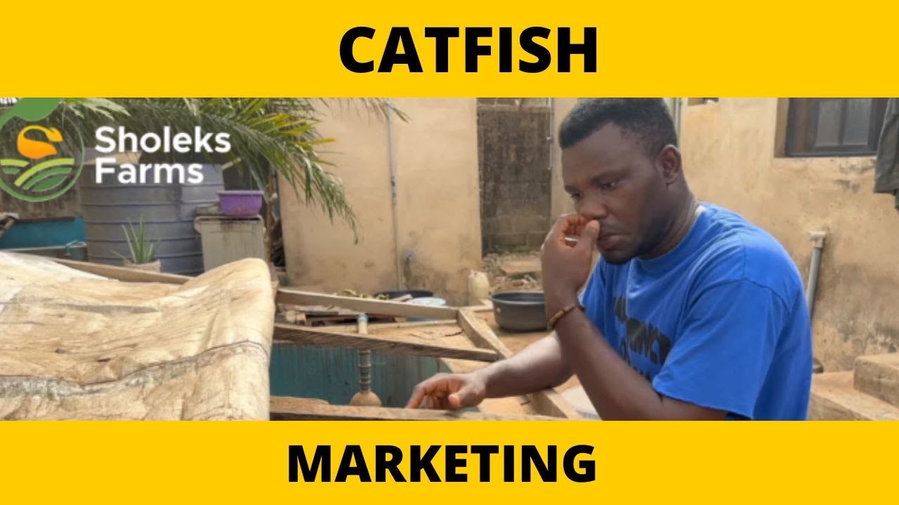 catfish sales YouTube