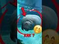 🐋 Почему ламантин подплывает, когда вы наливаете воду в реку? #животные #факты