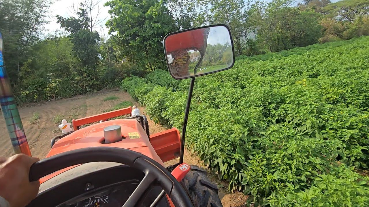 ลูกสาวเจ้าของสวนสวยจัด ผมปั่นให้เนียนๆเลย