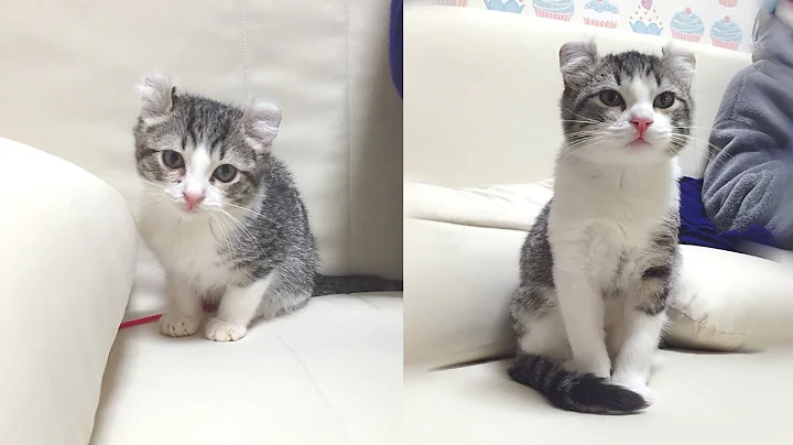 Video 804431: american curl kittens, meet american curl, american hair, cat kitten, kitten brushing, kittens growing, kitten shower