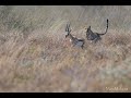 Leopard hunts a Thompsons Gazelle: 4K 120fps Slow Motion