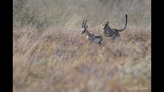 Leopard hunts a Thompsons Gazelle: 4K 120fps Slow Motion