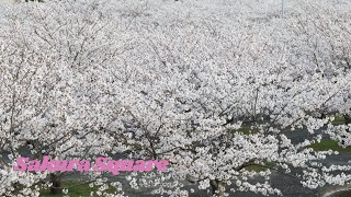 Sakura Square || 1 Chome-5 Shibazono, Narashino, Chiba