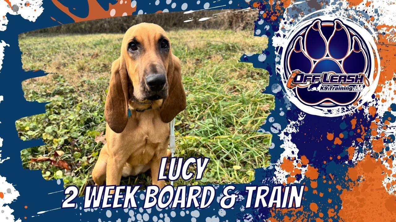 Knoxville Dog Trainers - Bloodhound With a Mission!