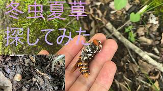休日に冬虫夏草探してみた - YouTube