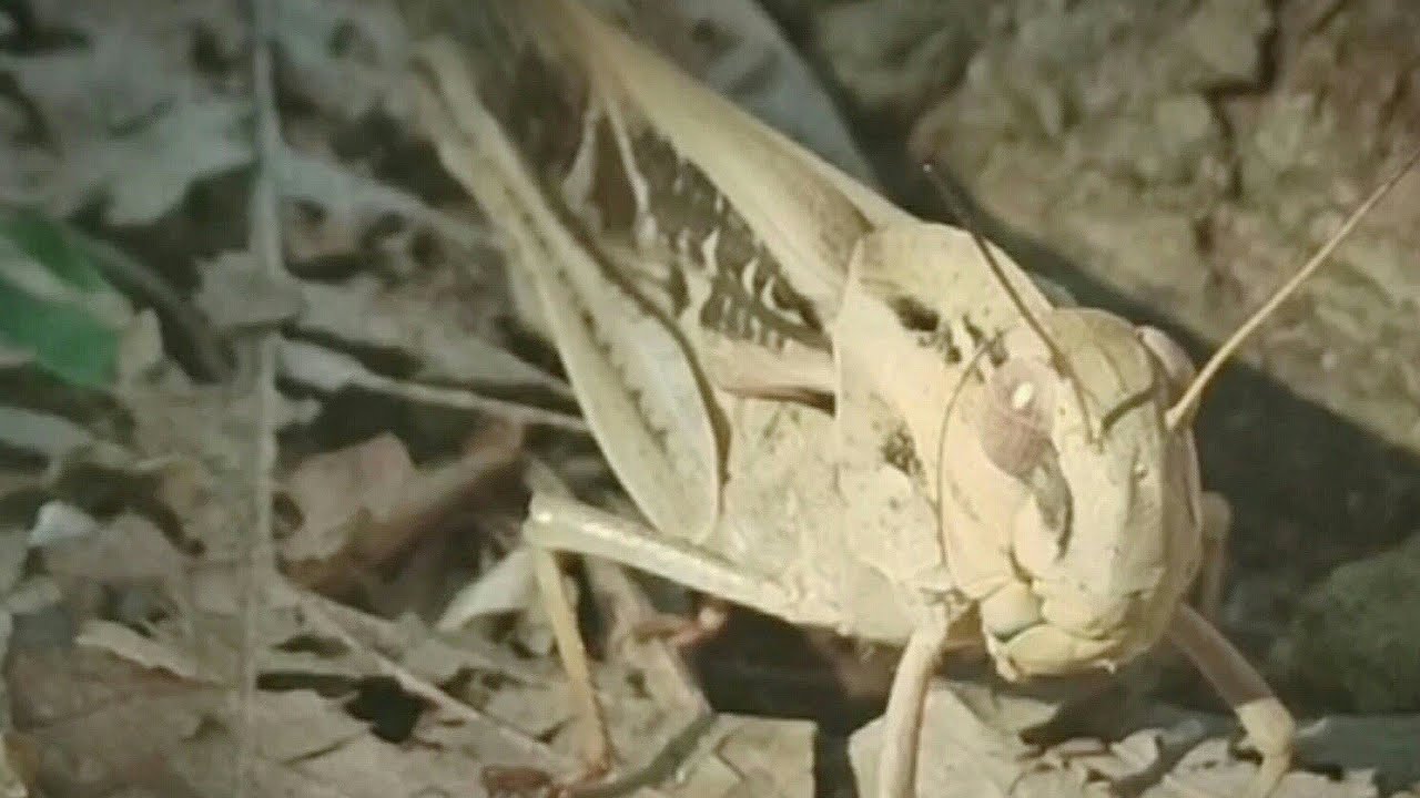 Special Forces.. Tactical Mode || Insect World - YouTube