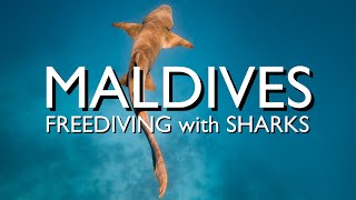Maldives Freediving Was a Dream on Fulidhoo … Until I Saw Them Feeding Sharks