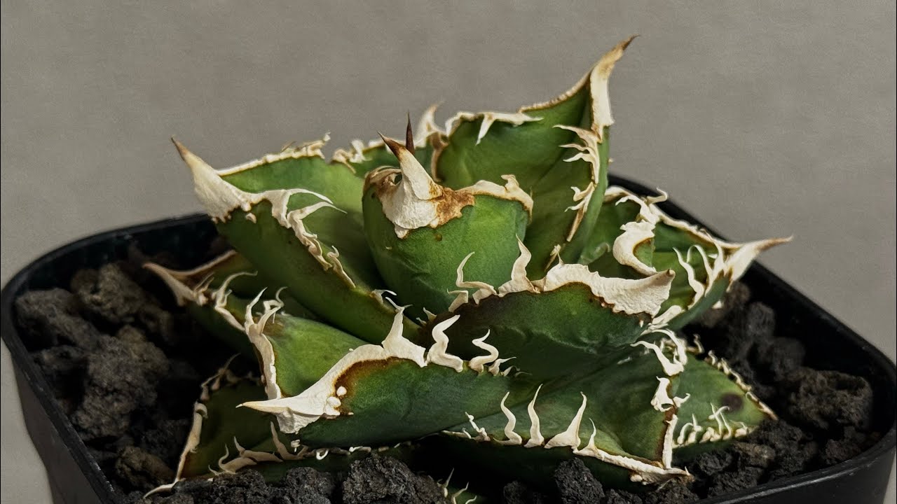 アガベ・チタノタ 流星(台湾Lize産)-002｜agave titanota Meteor