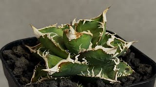 アガベ・チタノタ 流星(台湾Lize産)-002｜agave titanota Meteor