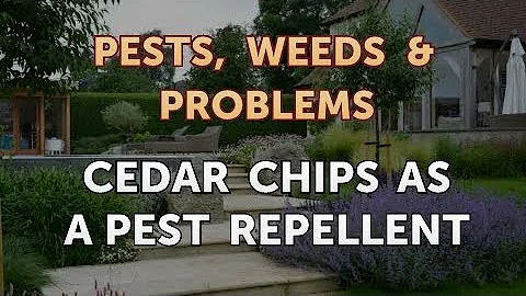 Is Cedar bad for dogs to chew on?