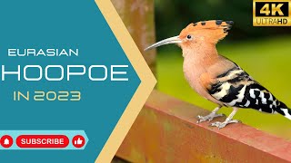 Eurasian hoopoe (Hudhud) | Birds Simple Videos | Beauty of universe by What have in universe 12 views 6 months ago 4 minutes, 9 seconds