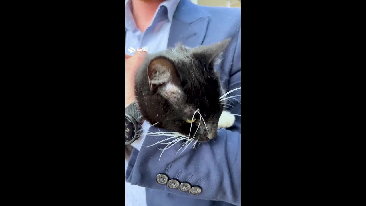 Jobs lost at Edinburgh Dog and Cat Home amid rising costs