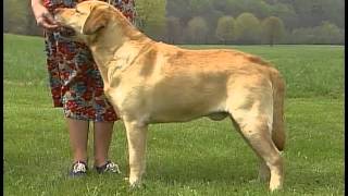 Labrador Retriever  AKC Dog Breed Series