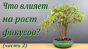 Что влияет на рост фикусов? Часть 2.
