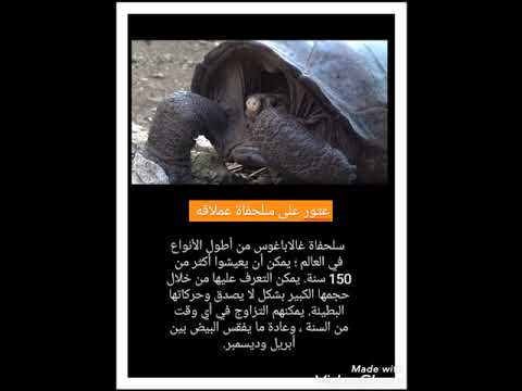 عثور على سلحفاة عملاقه فى جزيرة غالاباغوس