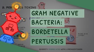 Gram Negative Bacteria: Bordetella Pertussis