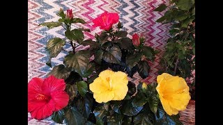 Мои комнатные цветы июнь 2019