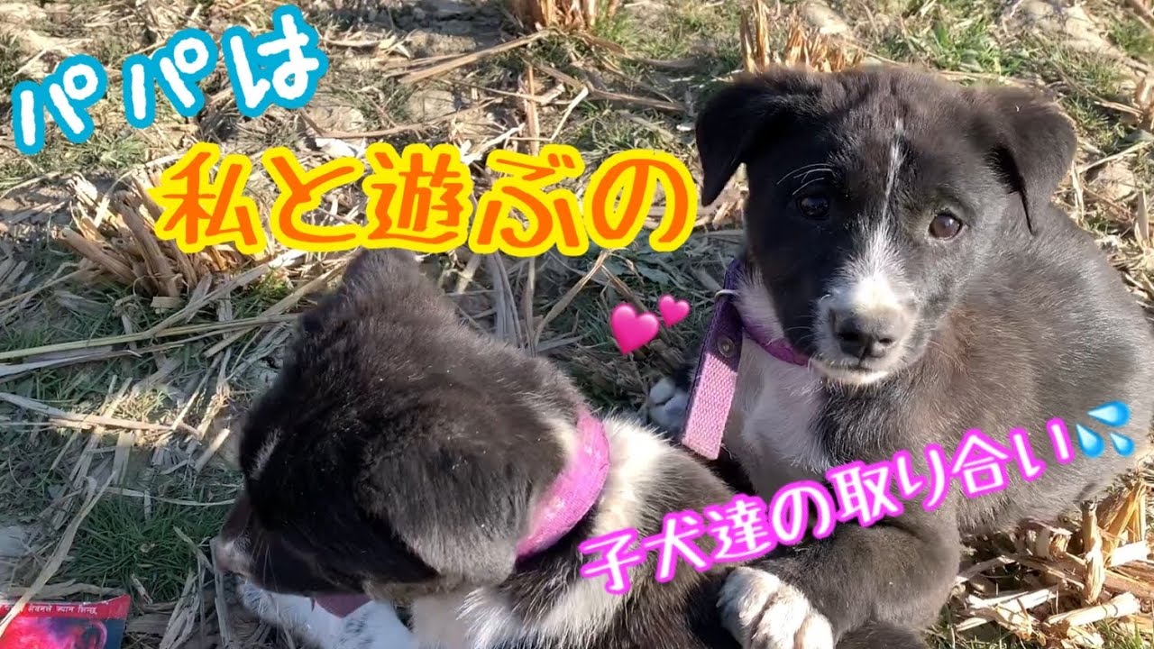 【パパと遊びた過ぎる子犬たち💕】かわいいケンカがスタート💦一息ついた笑顔に胸キュン🌸 YouTube