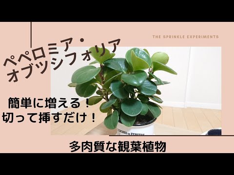 観葉植物 ペペロミア 剪定がてら増やします 多肉質 丸々ツヤツヤ可愛いのに ダイソー出身 アラフォーシンママの葉っぱ事 Youtube