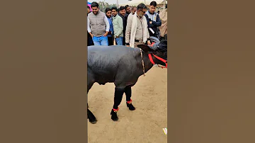 Top Quality Murrha CAF Murrhabuffalo Murrabollcompetition Murrabrd Animals 