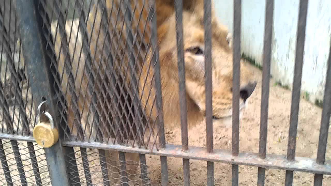Lion in baroda zoo YouTube