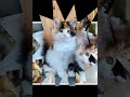 Funny Cats Video 2023 Funny Cats Video 2023