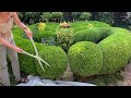 HOW TO PRUNE A BOXWOOD BALL
