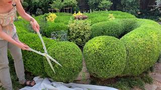 HOW TO PRUNE A BOXWOOD BALL