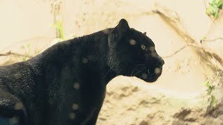 珍しい“黒いジャガー”が目の前に プールで泳ぐ姿も見られます 動物園に新ジャガー舎オープン 
