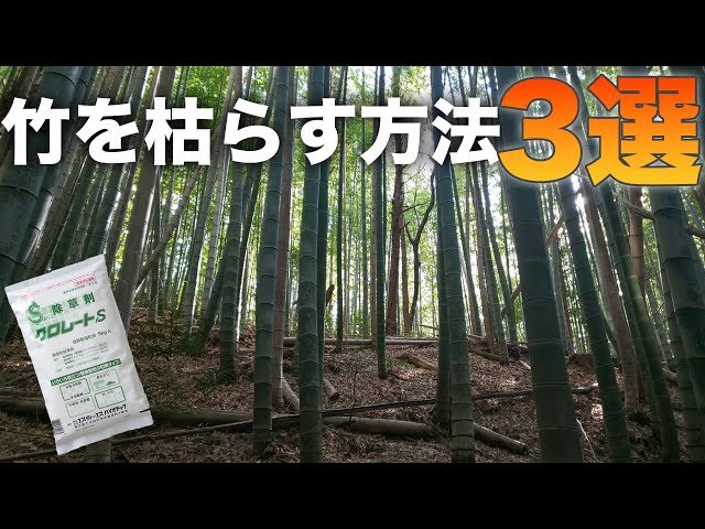 大きな竹の根っこ生活様用 流竹 大きな竹の根っこ