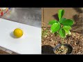 スーパーで買ったレモンの種を取って植えてみると…
