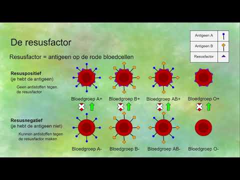 Resusfactor: positieve en negatieve bloedgroepen