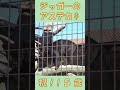 アステカくん誕生日おめでとう!! 祝5歳!! #shorts #jaguar #zoo