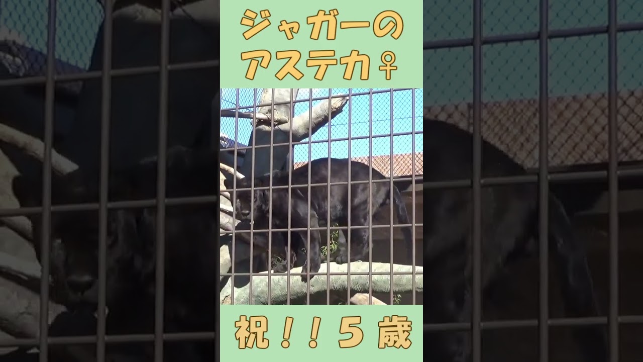 アステカくん誕生日おめでとう!! 祝5歳!! #shorts #jaguar #zoo