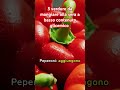 Verdure Da Mangiare Alla Sera Per Mantenere La Glicemia Bassa Diabetes Verdure Da Mangiare Alla Sera Per Mantenere La Glicemia Bassa Diabetes