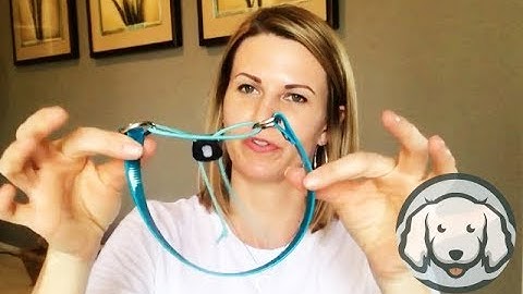 How to Swap out your e-collar strap with a Bungee collar