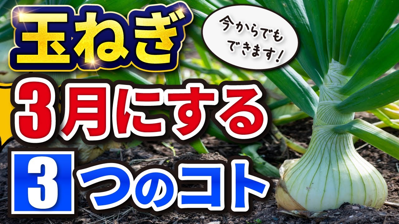 26. [Onion cultivation] Three things to make onions delicious in