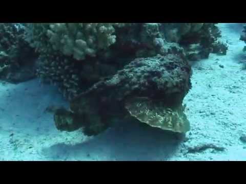 Steinfisch - Stonefish