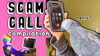 Talking Parrot VS Scammers