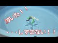 モールアメンボ浮かべてみた