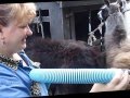 Llamas  Washing and shearing for spinning