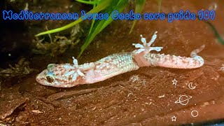 Mediterranean house Gecko Care Guide￼