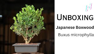 A Step by Step Guide to Unboxing Your New  Plant || Japanese Boxwood || Buxus microphylla ||