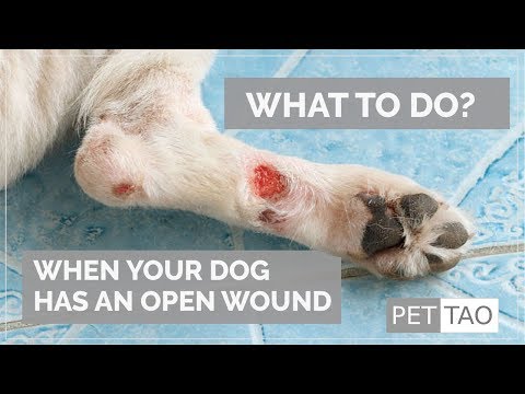 treating-open-wounds-on-your-dog---pet-|-tao-holistic-pet-products