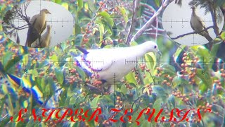 POHON SUKUN BERBUAH PERGAM PUTIH#2021